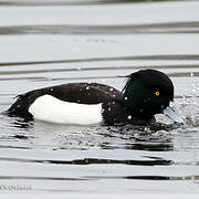 Tufted Duck