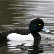 Tufted Duck