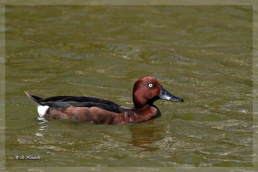 Ferruginous Duck