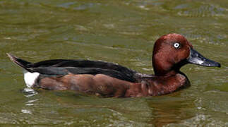 Ferruginous Duck