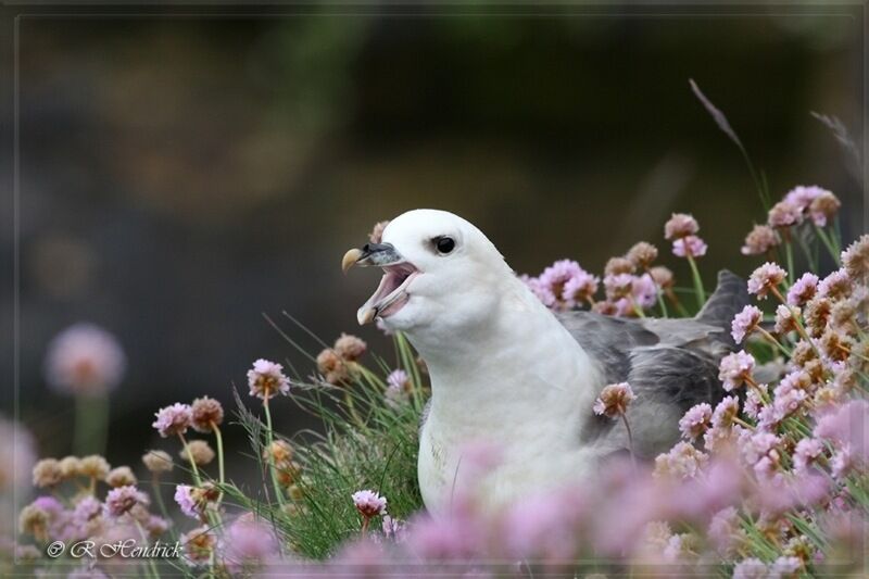 Northern Fulmar