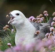 Northern Fulmar