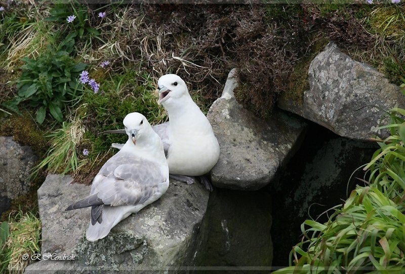 Fulmar boréal