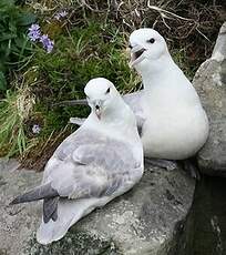 Fulmar boréal