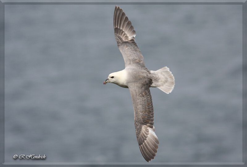 Fulmar boréal