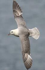 Fulmar boréal