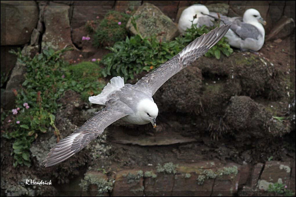 Fulmar boréal