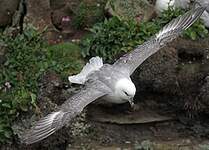 Fulmar boréal