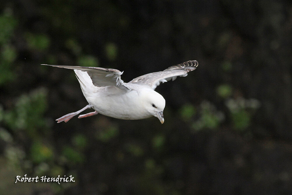 Fulmar boréal