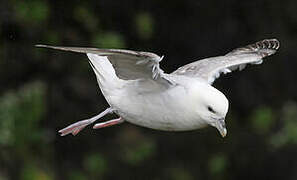 Fulmar boréal