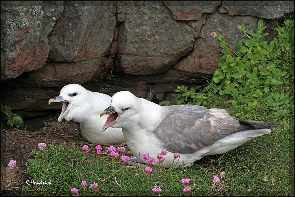 Fulmar boréal