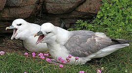 Fulmar boréal