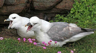 Northern Fulmar