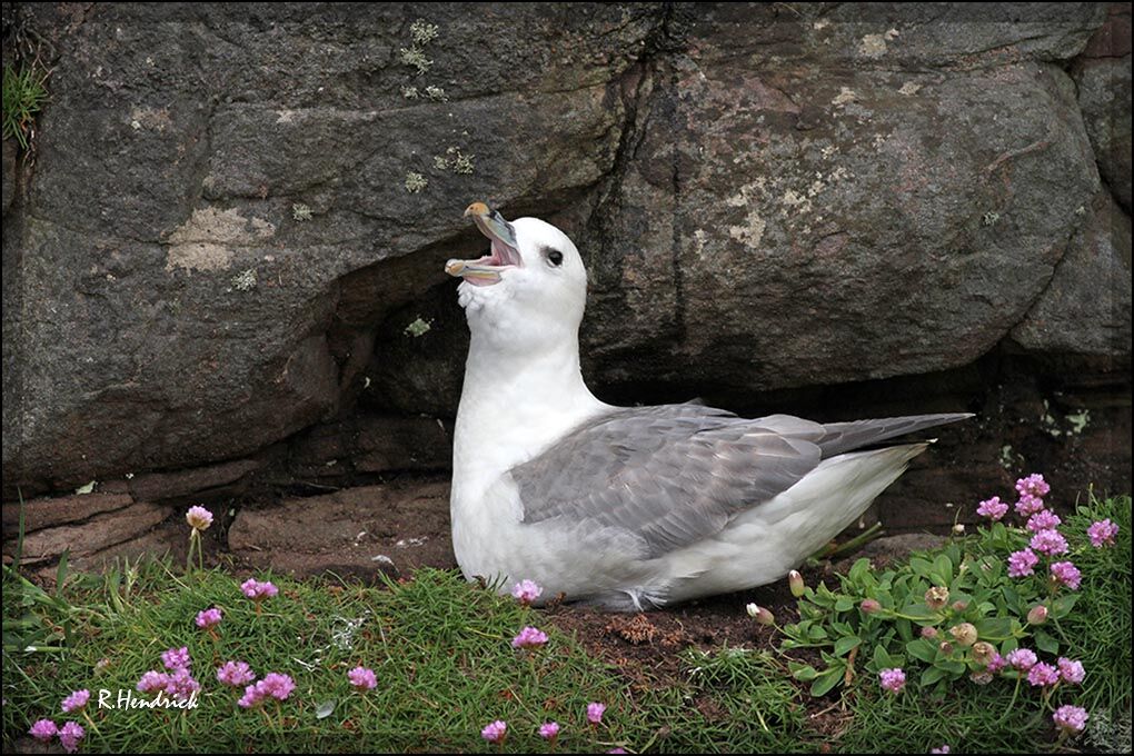 Fulmar boréal