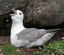 Northern Fulmar