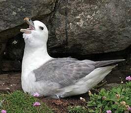 Fulmar boréal