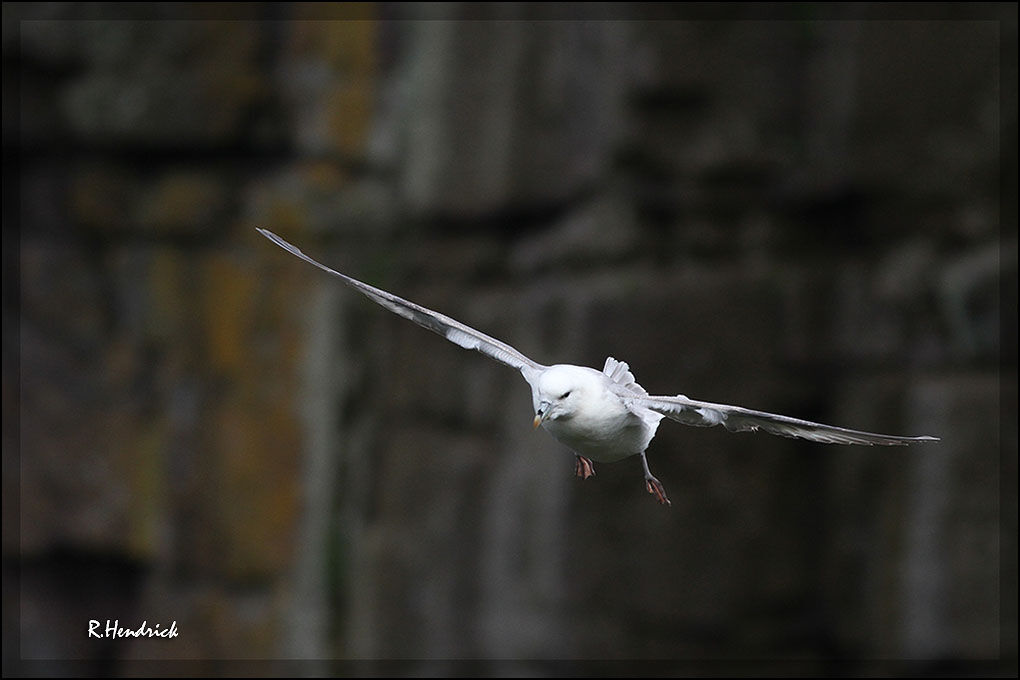 Northern Fulmar