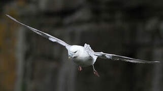 Northern Fulmar