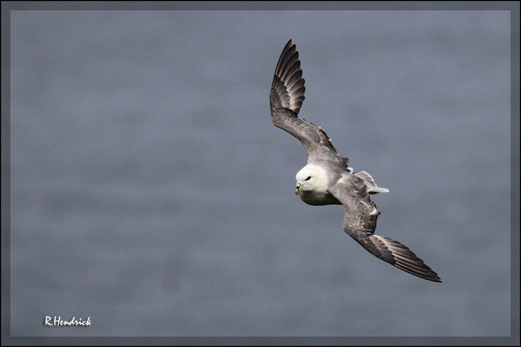 Fulmar boréal