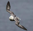 Fulmar boréal