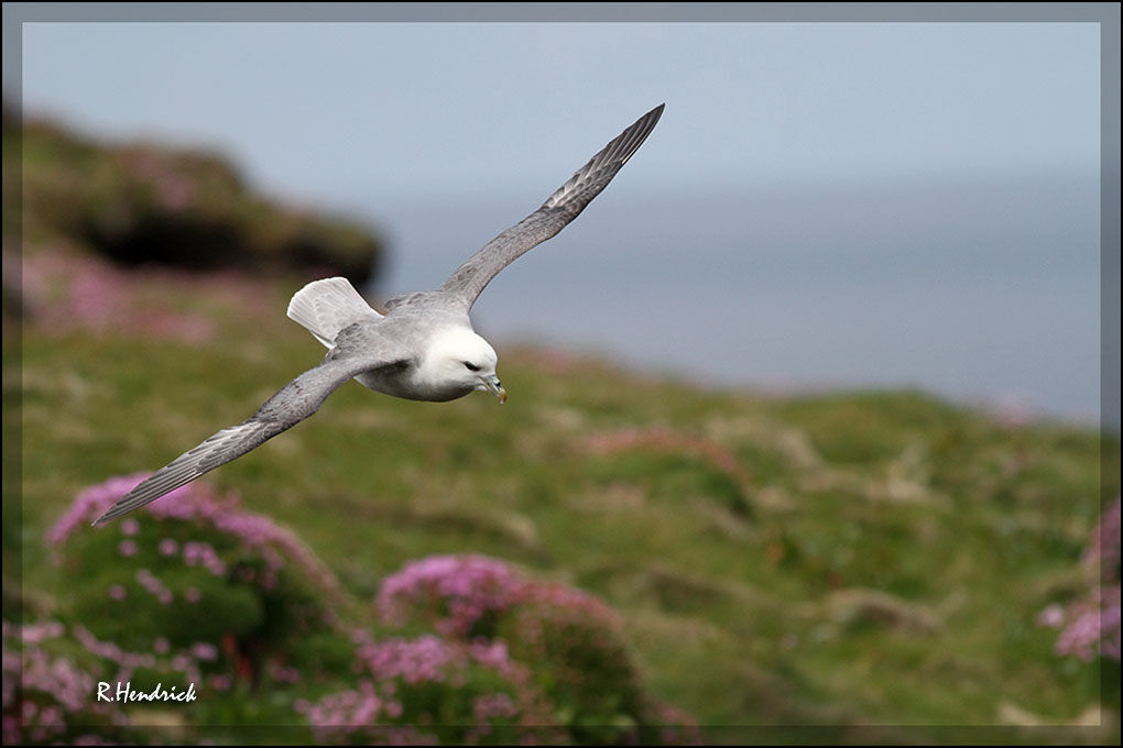 Northern Fulmar