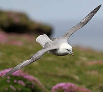 Northern Fulmar