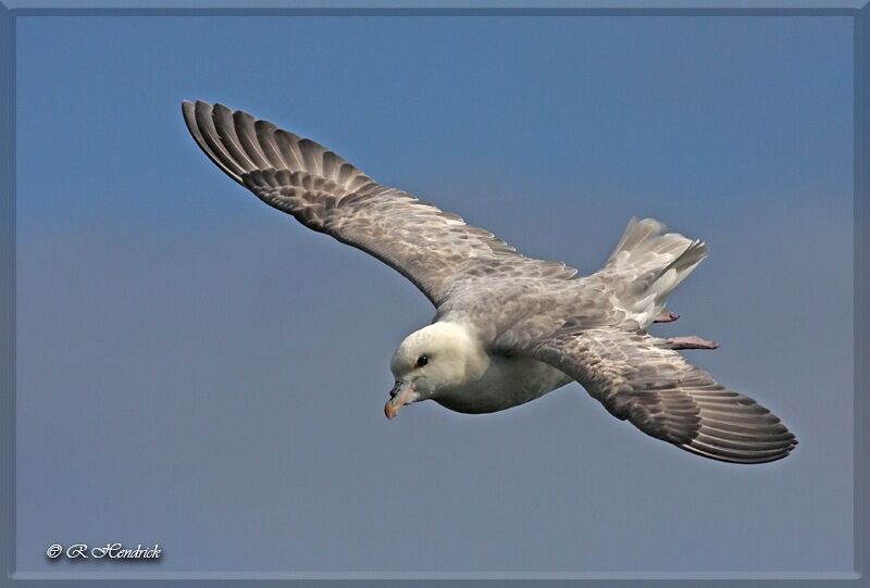 Northern Fulmar