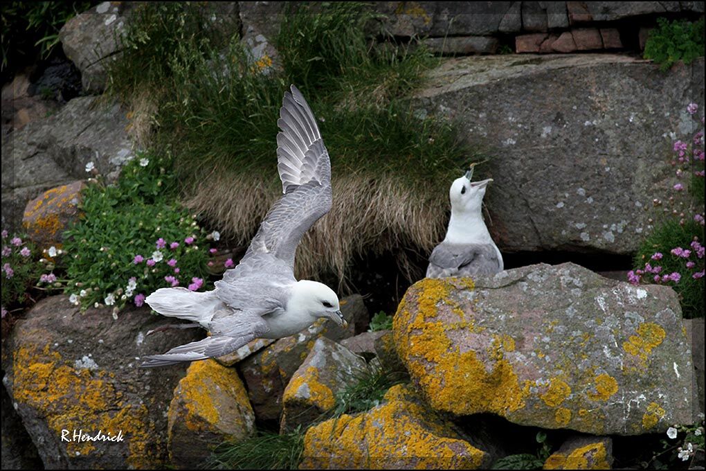 Northern Fulmar