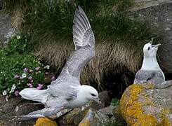 Fulmar boréal