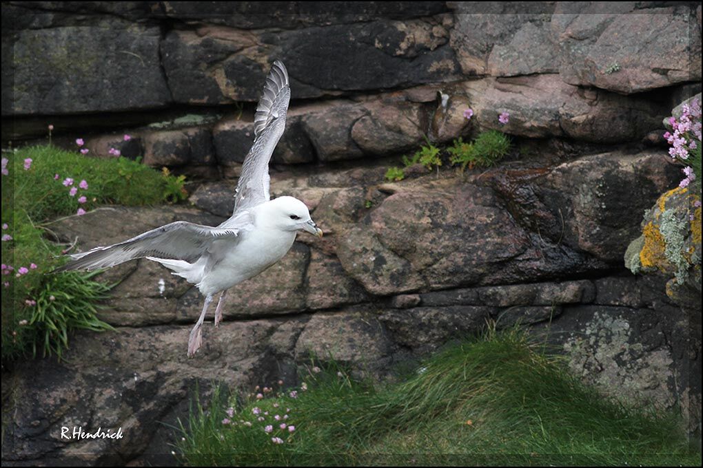 Fulmar boréal