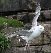 Fulmar boréal