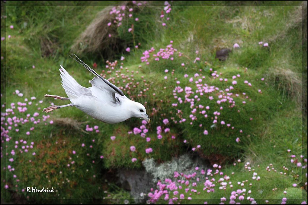 Northern Fulmar