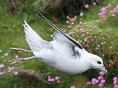 Fulmar boréal