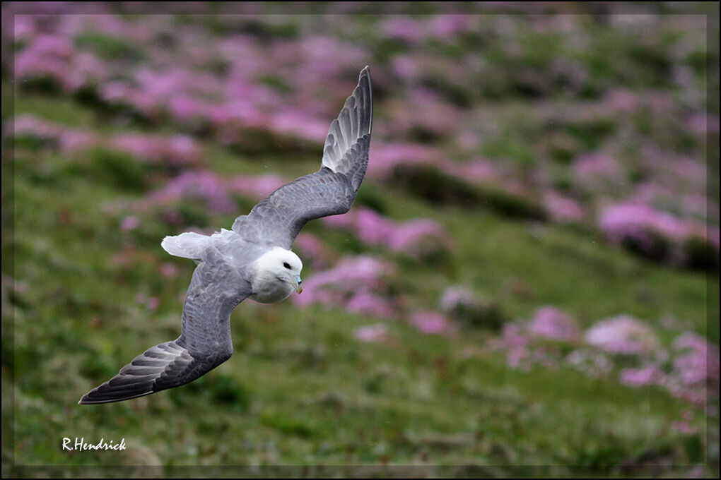 Fulmar boréal