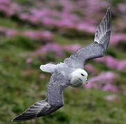 Fulmar boréal