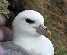 Fulmar boréal