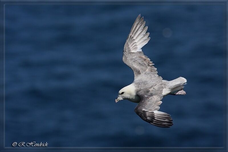 Fulmar boréal