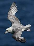 Northern Fulmar