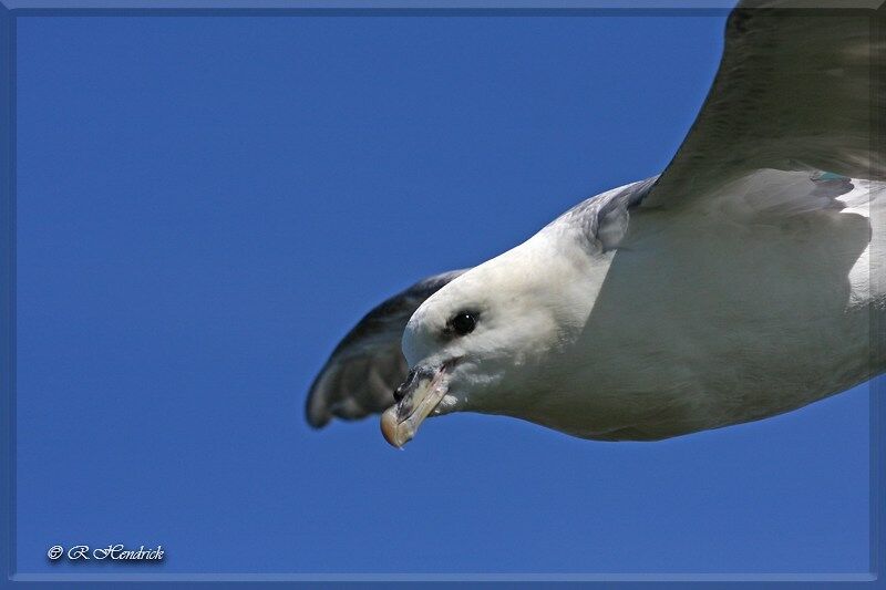 Northern Fulmar