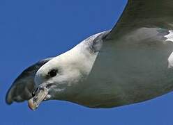 Northern Fulmar