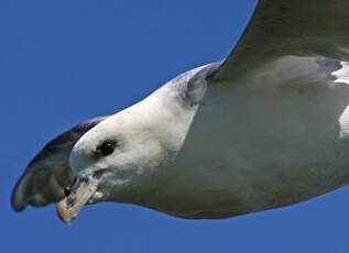 Fulmar boréal