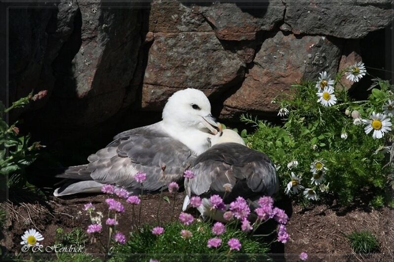 Northern Fulmar