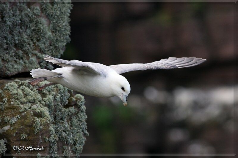 Fulmar boréal