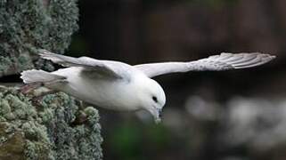 Northern Fulmar