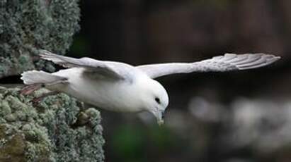 Fulmar boréal