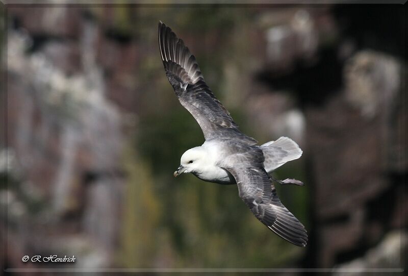 Fulmar boréal