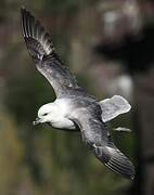 Fulmar boréal