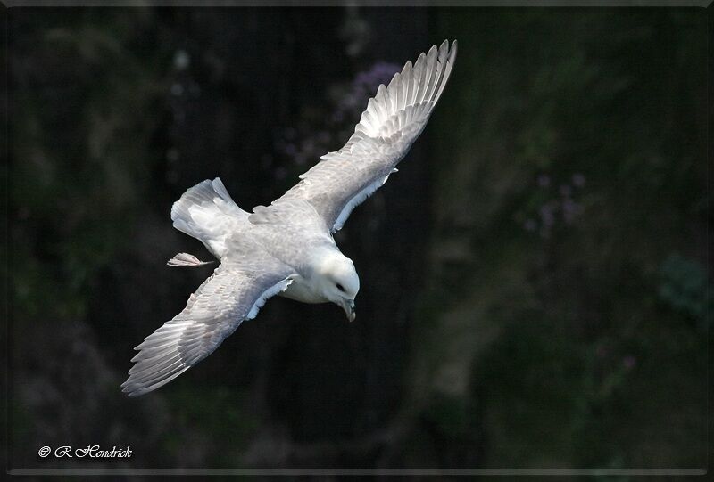 Northern Fulmar