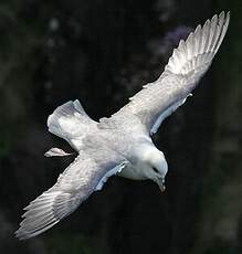 Fulmar boréal