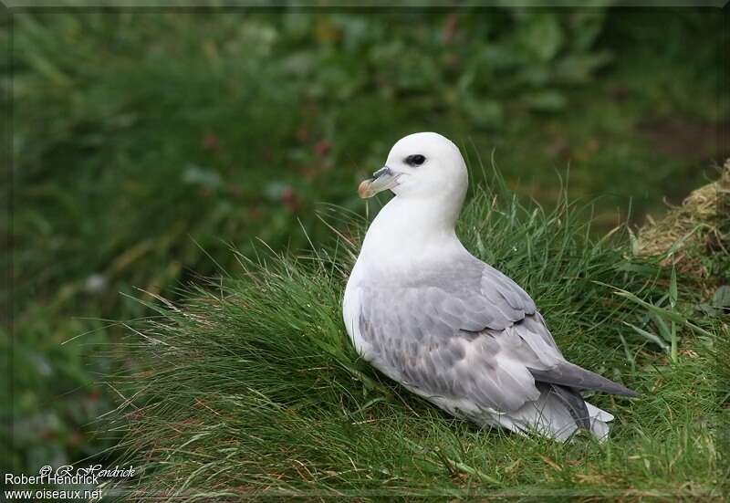 Fulmar boréal